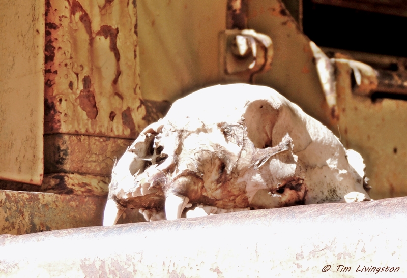bear skull, black bear, pen and ink, pen drawing, wildlife