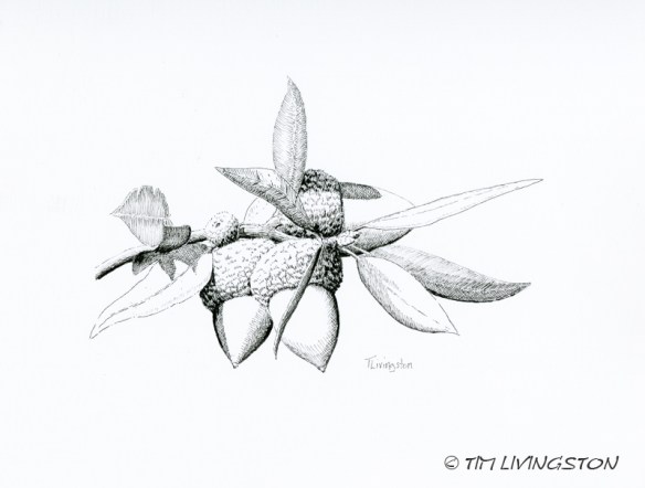 Canyon Live Oak, Oak, acorns, pen and ink