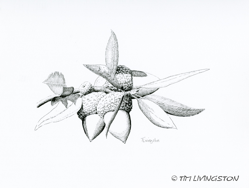 Canyon Live Oak, Oak, acorns, pen and ink