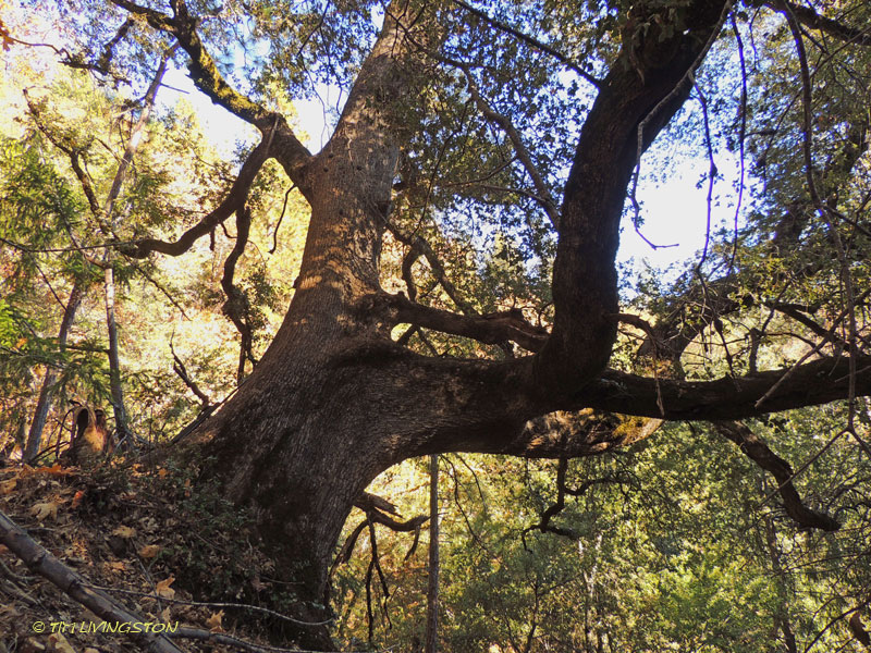Canyon Live Oak