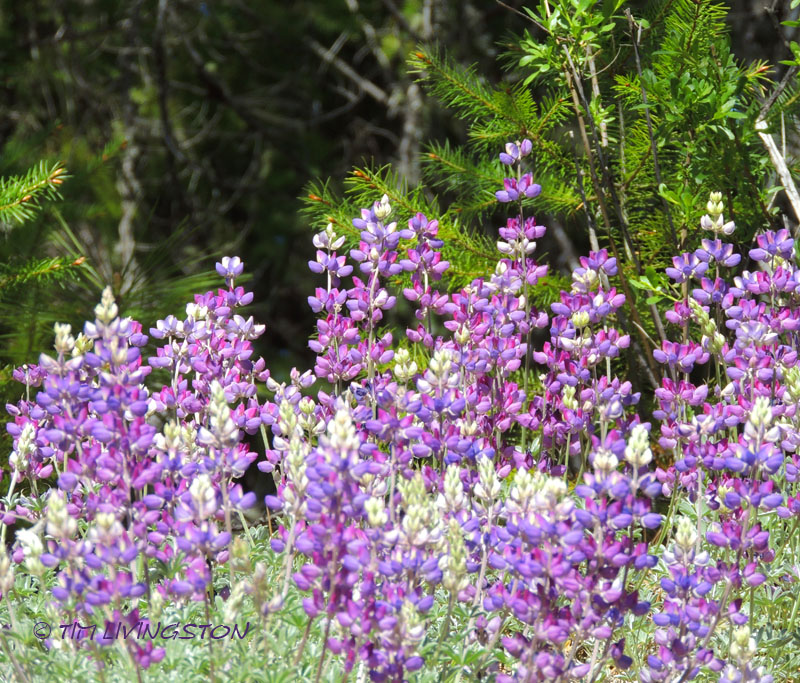 lupine, wildflowers, spring, photography