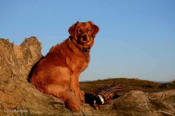 Phanny - Saturday Night Redtail Phantom