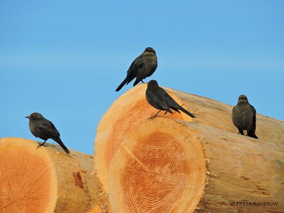 blackbirds, poles, birds, wildlife, nature, photography, sawmill
