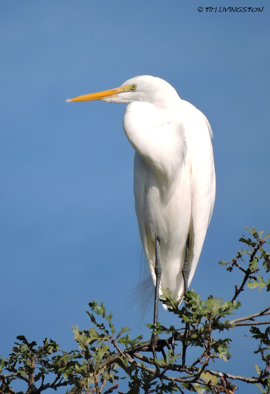 cattle egret, egret, birds, wildlife, nature, photography, sawmill