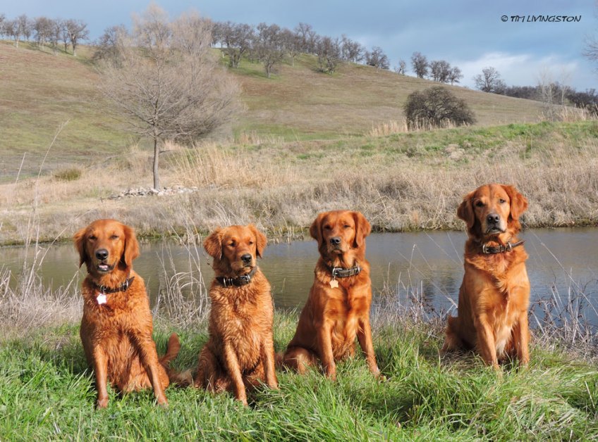 Golden Retrievers