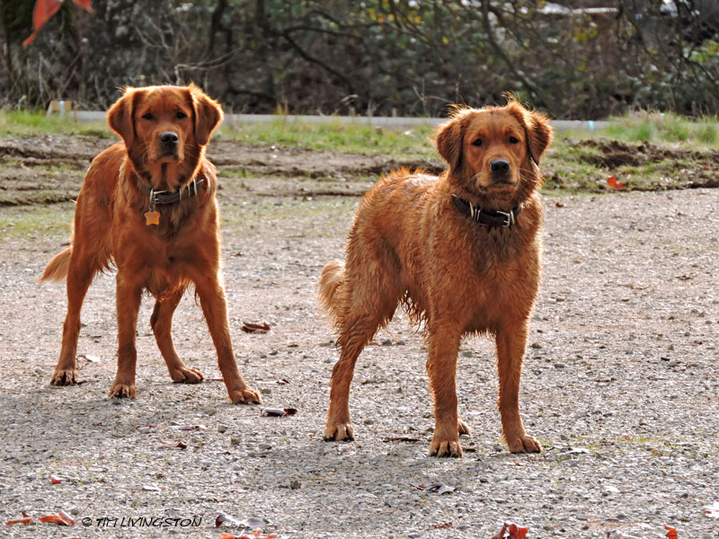 Golden Retrievers