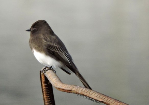 black pheobe, pheobe, birds, wildlife, nature, photography, sawmill
