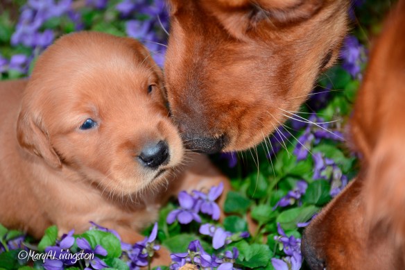 Bliss and Phanny photobombed a puppy photo shoot. 