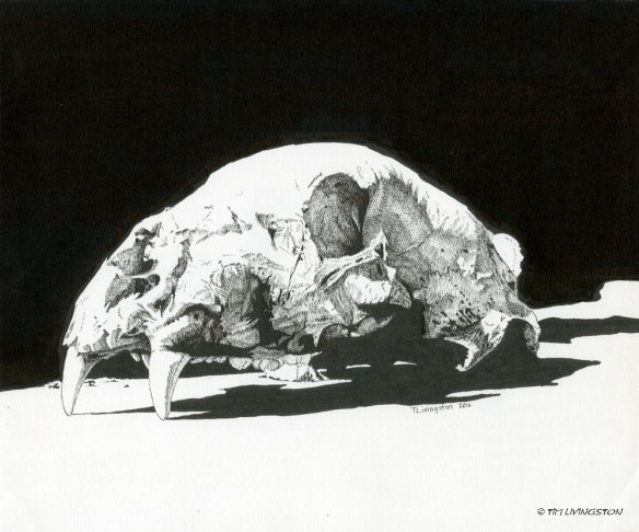 drawing, bear skull, black bear, pen and ink, pen drawing, wildlife