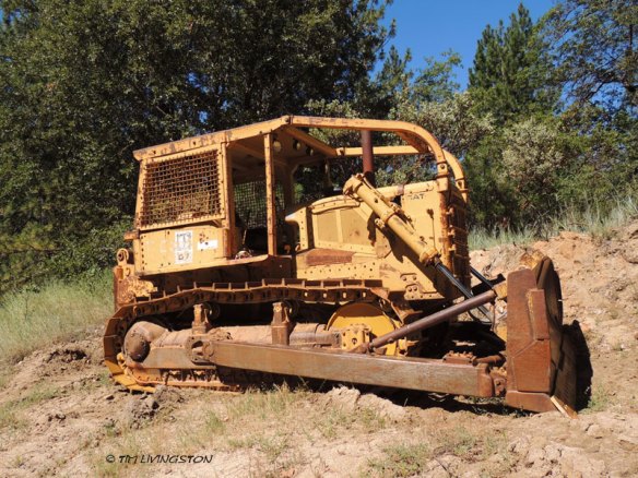 bear skull, black bear, pen and ink, pen drawing, wildlife, D6 Cat