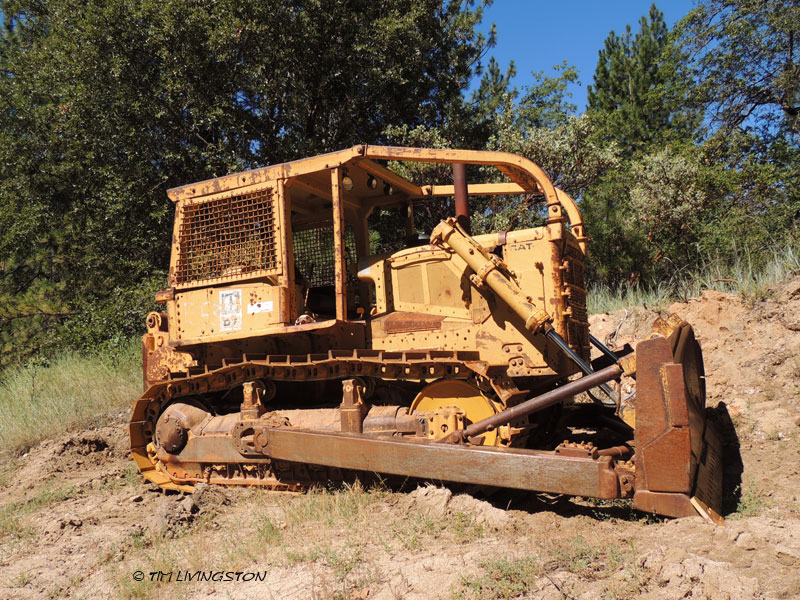 bear skull, black bear, pen and ink, pen drawing, wildlife, D6 Cat