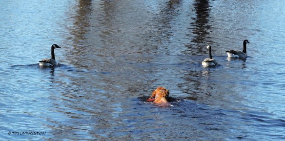 Canada Geese, honkers, photography, nature, birds, birding