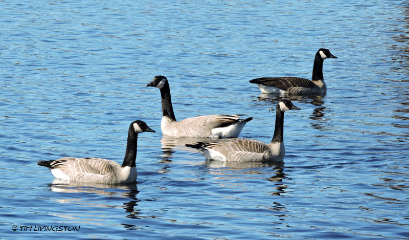 Canada Geese, honkers, photography, nature, birds, birding