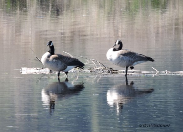 Canada geese, geese, wildlife photography, birds, birding