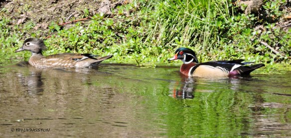 wood ducks, ducks, birds, wildlife, nature, photography, sawmill