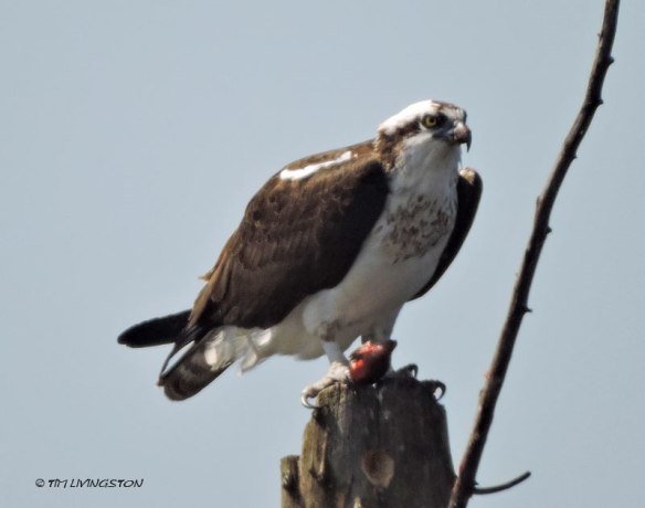 osprey, birds, wildlife, nature, photography, sawmill
