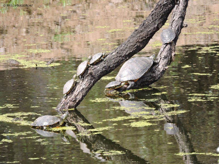 Turtle, turtles, Red-eared Slider Trachemys scripta elegans