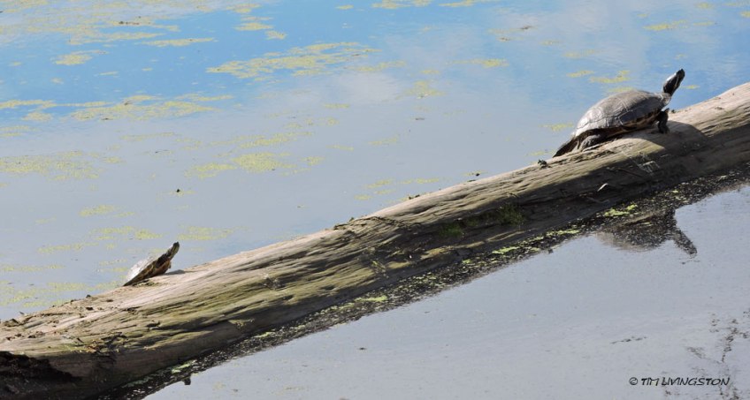 Red-eared Slider Trachemys scripta elegans
