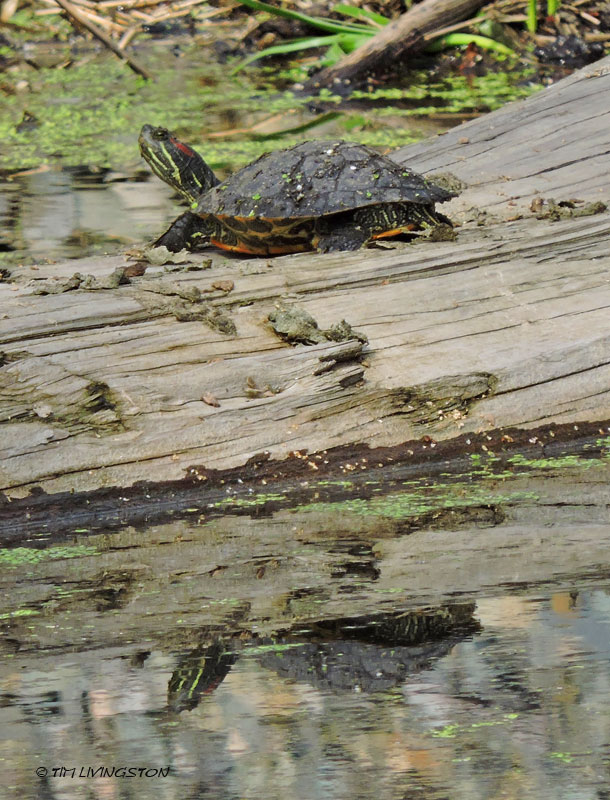 Red-eared Slider Trachemys scripta elegans