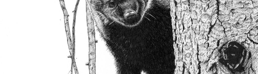 Pacific Fisher, fisher, wildlife, pen and ink, drawing, animals, mammals, art