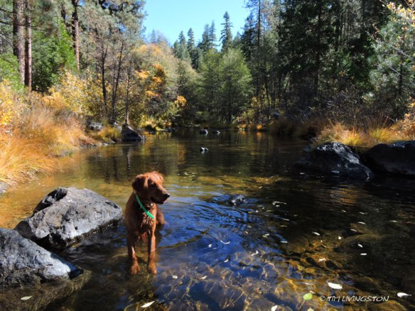gold, golden retriever, Hayfork Creek