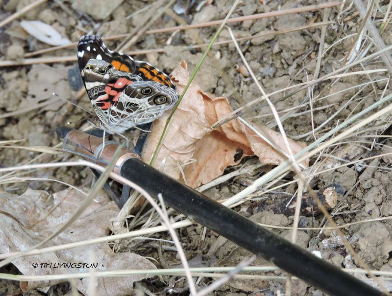 painted lady butterfly