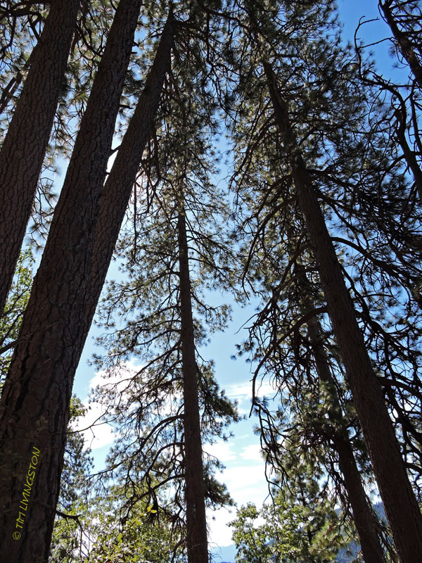 Ponderosa pine