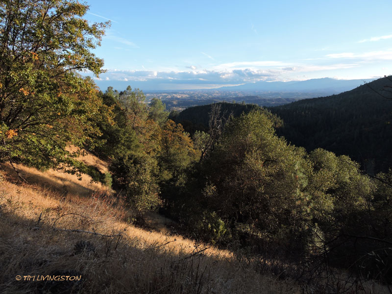black bear, canyon live oak, live oak