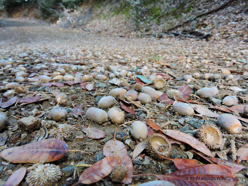 tanoak, tanoak aacorns.