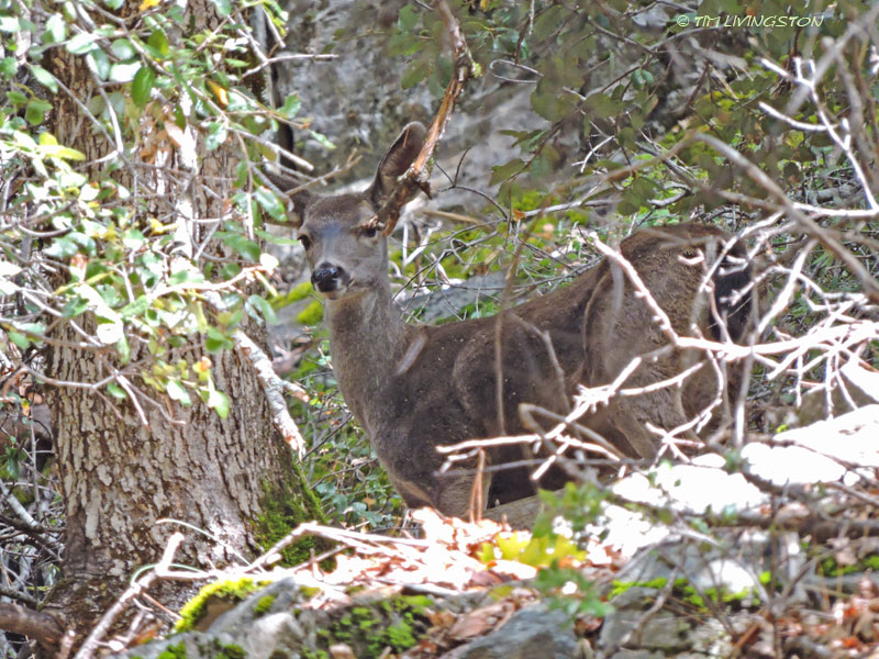 Black-tailed deer, doe