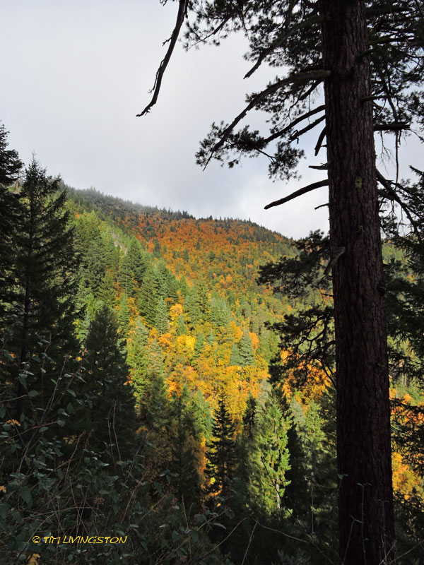 black oak, bigleaf maples
