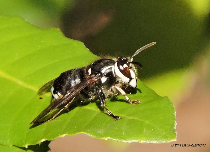bald-faced hornet