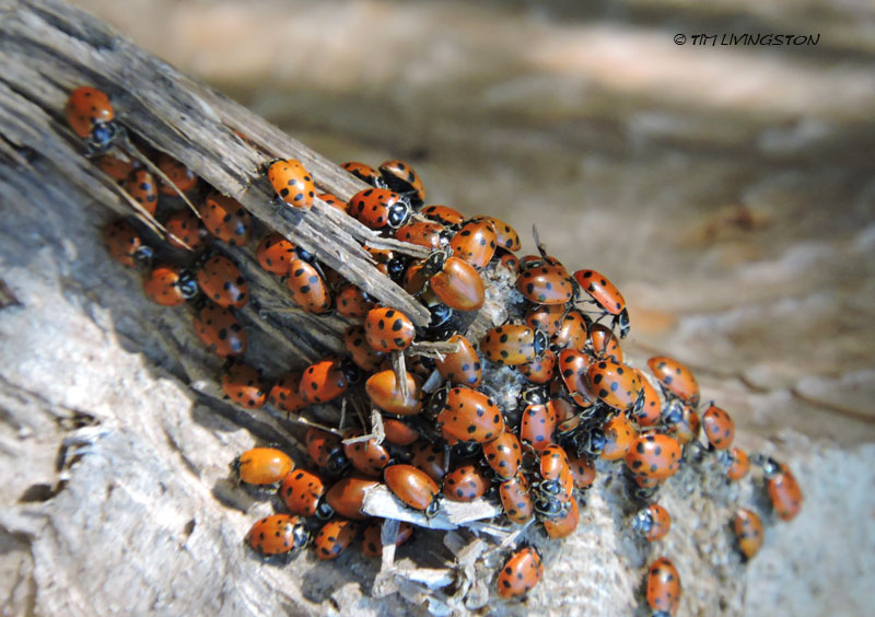 lady bugs