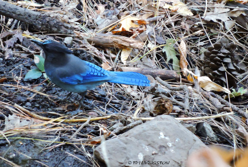 steller's jay