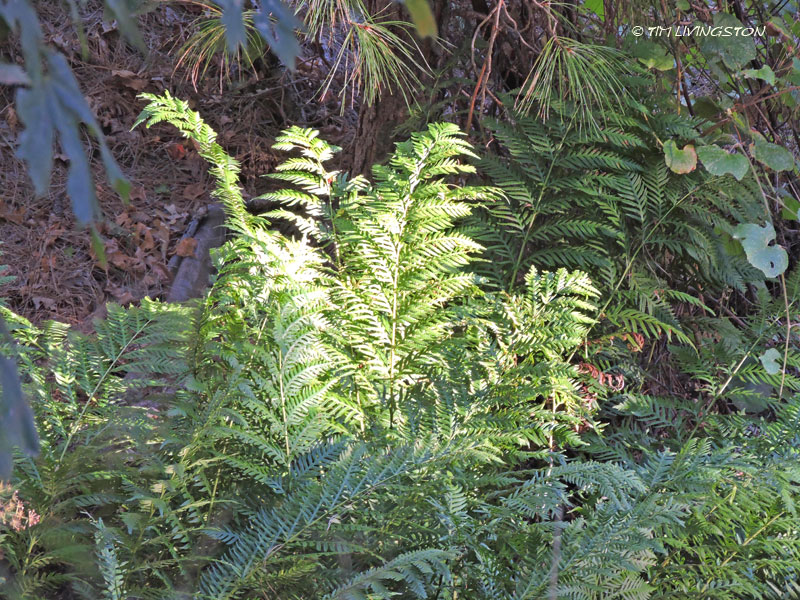 fern