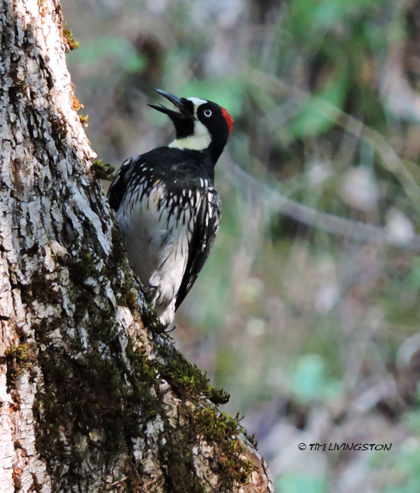 acorn woodpecker