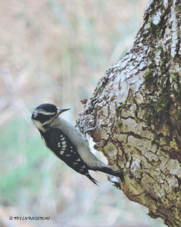 Downy woodpecker