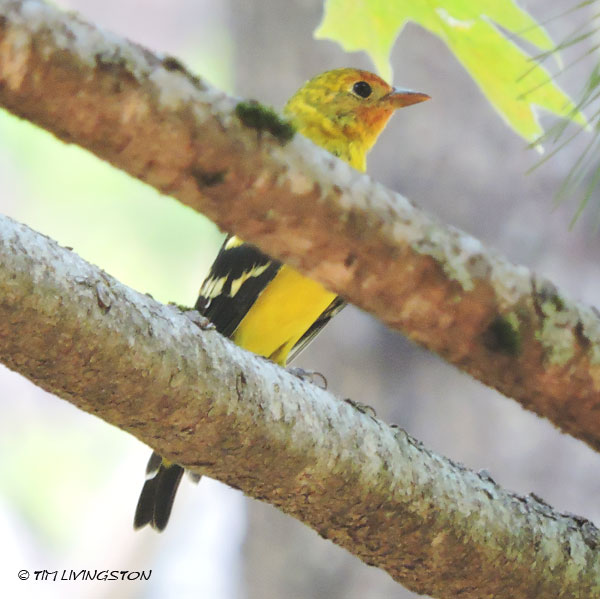 western tanager