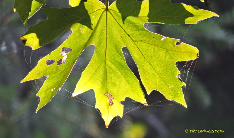 bigleaf maple, maple