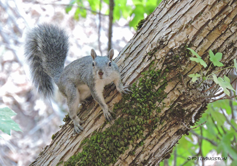gray squirrel