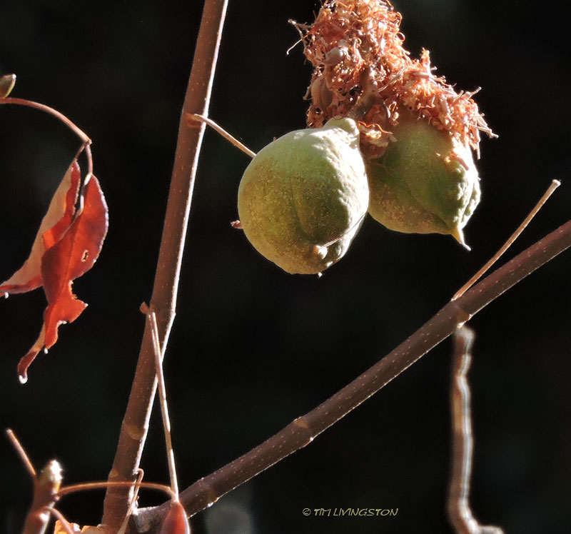 California buckeye