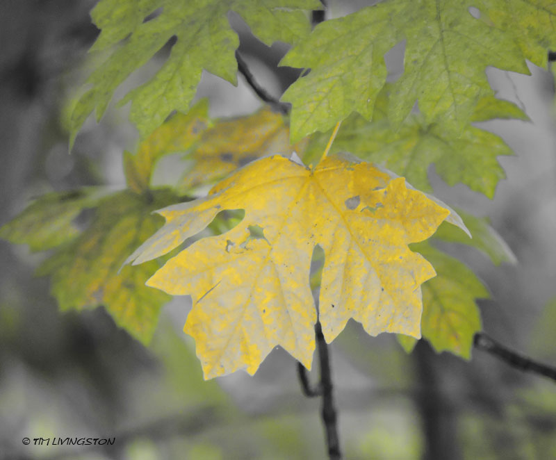 bigleaf maple