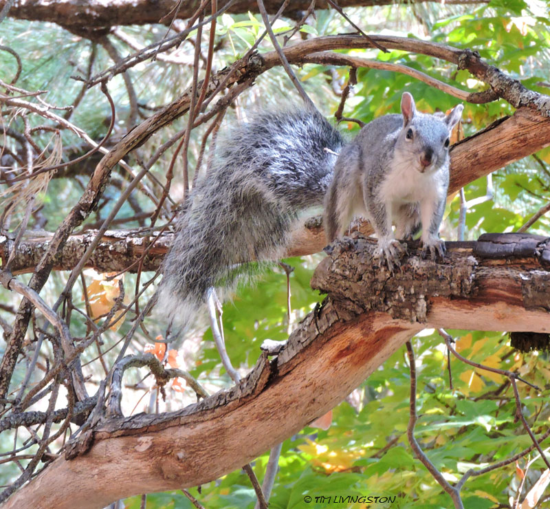 gray squirrel
