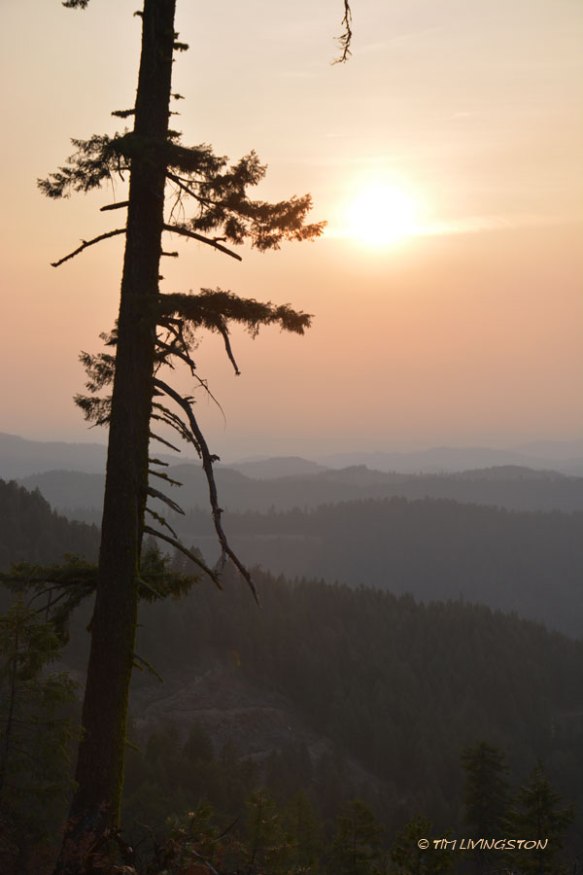 wildfire, forestry, smoke, Thomas Fire