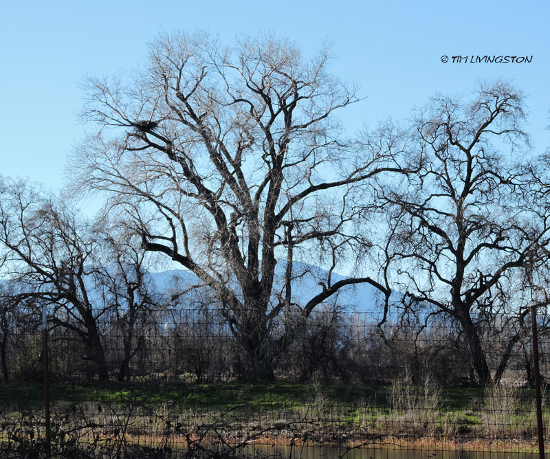 eagle, bald eagle, nest, nesting