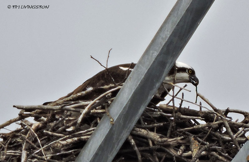 Osprey, nest, nesting, birding, photography