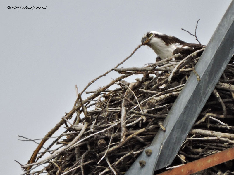 Osprey, nest, nesting, birding, photography