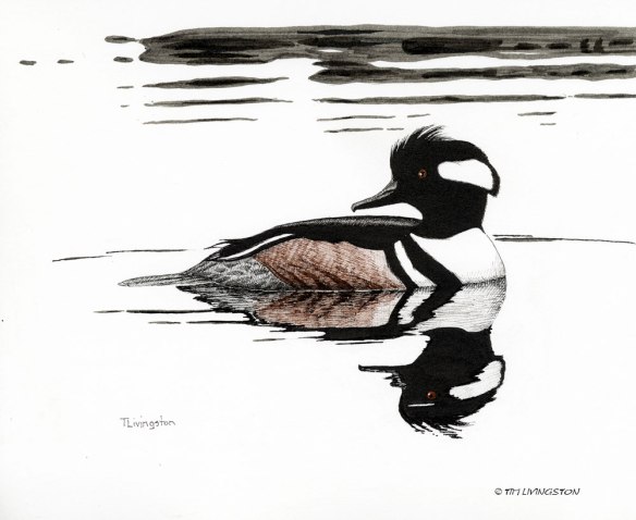 hooded merganser, merganser, waterfowl, birds, birding, pen and ink, drawing, wildlife, wildlife art