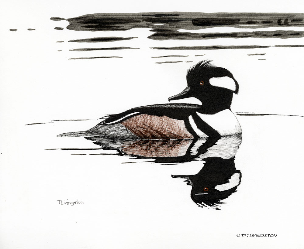 hooded merganser, merganser, waterfowl, birds, birding, pen and ink, drawing, wildlife, wildlife art