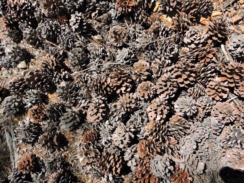 Ponderosa pine cones, cones, pine cones, background